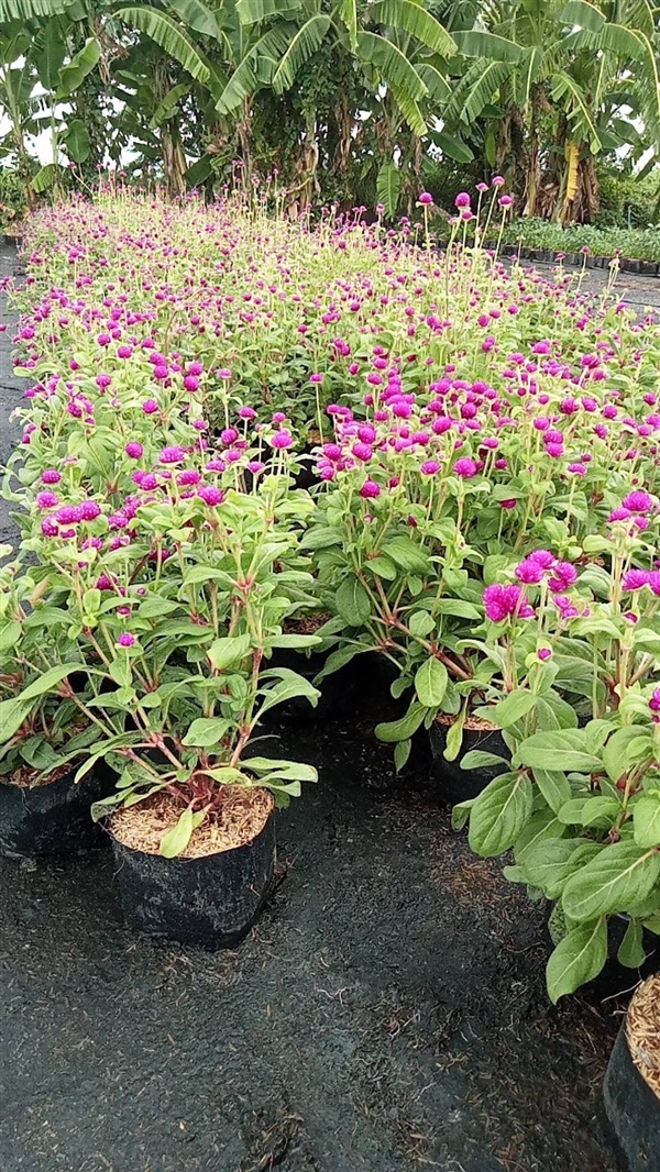 บานไม่รู้โรย Globe amaranth