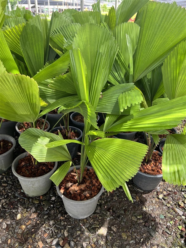 ปาล์มพัด ปาล์มพัดจีบ Fiji Fan Palm | Alungkarn - เมืองราชบุรี ราชบุรี