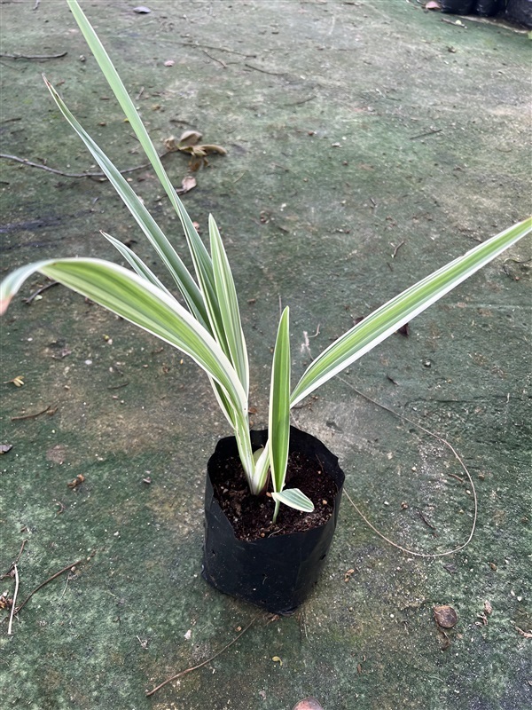 เศรษฐีเรือนนอก Spider Plant | Alungkarn - เมืองราชบุรี ราชบุรี
