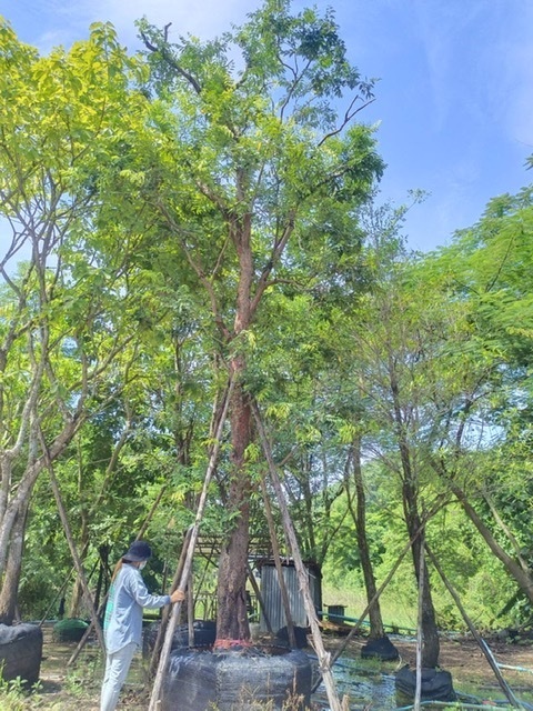 ต้นเสม็ดแดง | สวนพี&เอ็มเจริญทรัพย์พันธ์ุไม้ - แก่งคอย สระบุรี