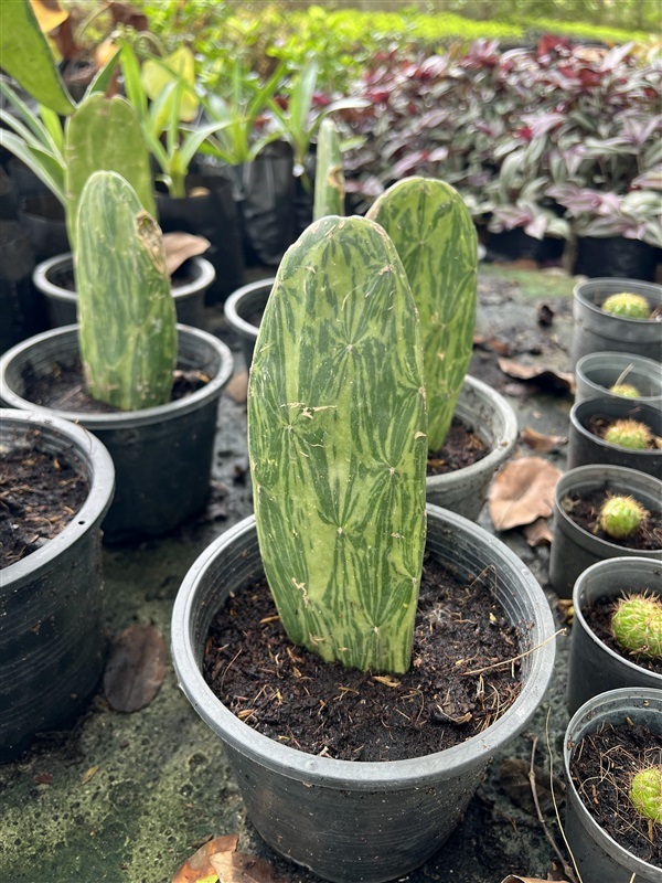 กระบองเพชร มิคกี้เมาส์ โอพันเทียด่าง Opuntia Cactus | Alungkarn - เมืองราชบุรี ราชบุรี