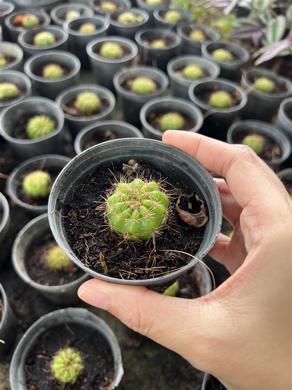 กระบองทอง กระบองเพชร Golden Ball cactus กระบองกลม | Alungkarn - เมืองราชบุรี ราชบุรี