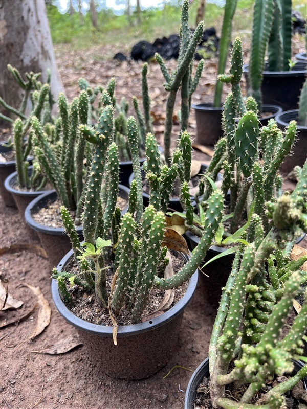 กระบองเพชร หยกเขียว Cactus | Alungkarn - เมืองราชบุรี ราชบุรี