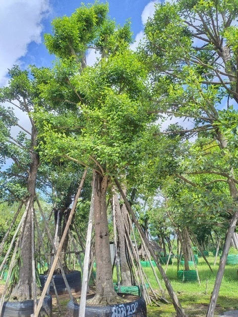 ต้นมั่งมี | สวนพี&เอ็มเจริญทรัพย์พันธ์ุไม้ - แก่งคอย สระบุรี