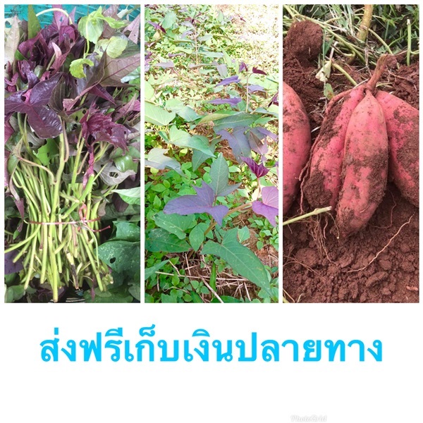 มันญี่ปุ่น มันเทศญี่ปุ่น ส่งฟรีเก็บเงินปลายทาง | สวนพันธุ์ไม้ ป๊อบ - องครักษ์ นครนายก