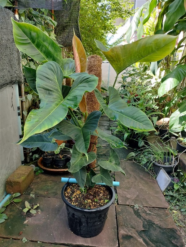 Philodendron Lupinum. | สวนคุณวุฒิ - บางกรวย นนทบุรี