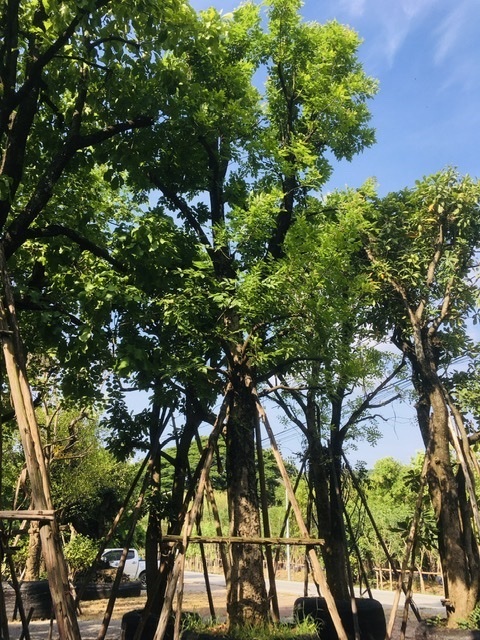 ต้นแคนา | สวนพี&เอ็มเจริญทรัพย์พันธ์ุไม้ - แก่งคอย สระบุรี