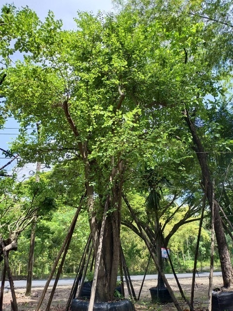ต้นเสี้ยวป่า | สวนพี&เอ็มเจริญทรัพย์พันธ์ุไม้ - แก่งคอย สระบุรี
