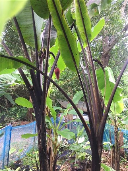 กล้วยดำนิลมณี  | สมพงศ์ฟาร์ม - เมืองตรัง ตรัง