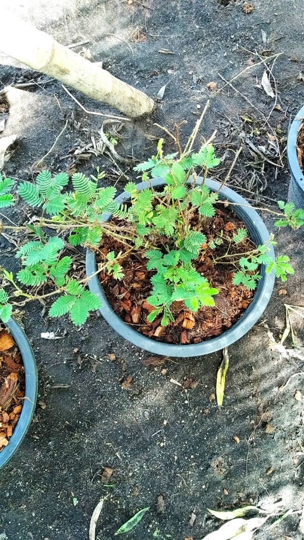 ไมยราบ Mimosa Pudica กระทืบยอบ