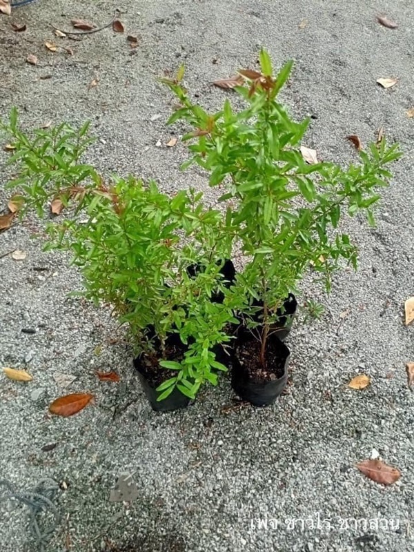 ต้นทับทิมไทย 3 ต้น 50 บาท มีบริการเก็บเงินปลายทาง | ชาวไร่ ชาวสวน - เมืองชลบุรี ชลบุรี