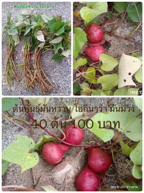 ต้นพันธ์มันหวานญี่ปุ่น มันม่วง โอกินาว่า