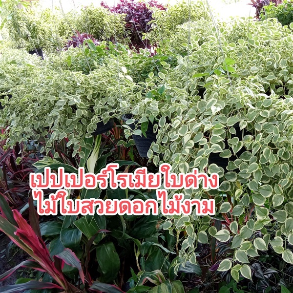 เปปเปอร์โรเมียใบด่าง | ไม้ใบสวยดอกไม้งาม - สันทราย เชียงใหม่