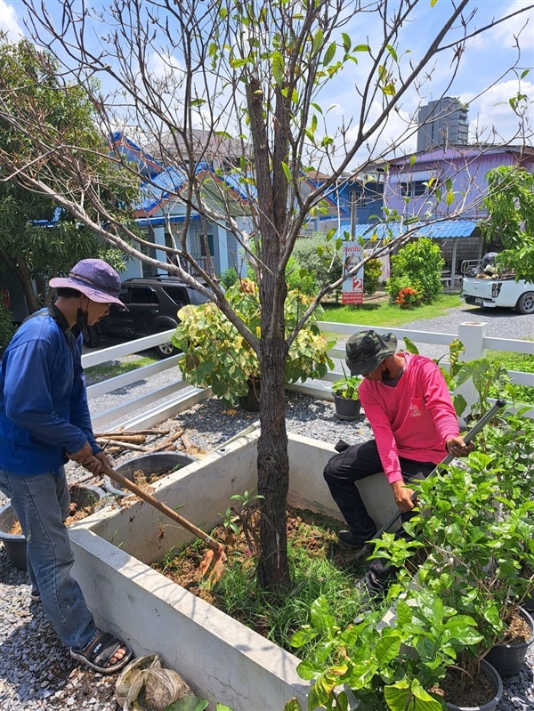 บริการดูแลต้นไม้และรับจัดตกแต่งสวน | SK  - ดอนเมือง กรุงเทพมหานคร