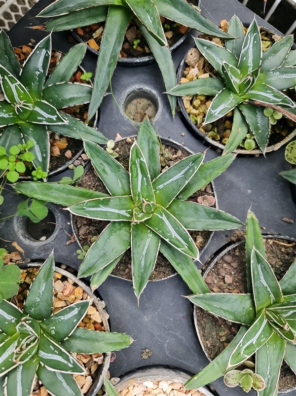 อากาเว่วิคตอเรีย "Agave victoriae reginare" ไม้ทนแล้ง