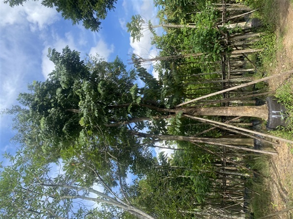ต้นประดู่ป่า 11” | สวนต้นอ้อ พันธุ์ไม้ - แก่งคอย สระบุรี