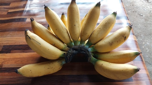 กล้วยน้ำนมราชสีห์   | สวนพันธุ์ไม้ ป๊อบ - องครักษ์ นครนายก