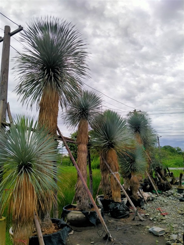 ยุคค่า (Yucca rostrata) | สวนบุญชูใจ -  นครนายก