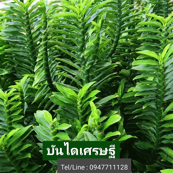 บันไดเศรษฐี (กิ่งสด) | ฟามสุข - คลองหลวง ปทุมธานี