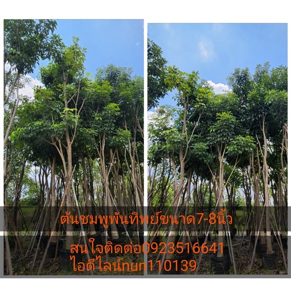 ต้นชมพูพันทิพย์ | สวนป้าควรพันธ์ไม้ -  สระบุรี