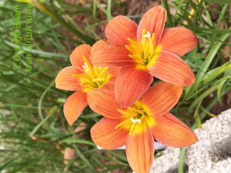 Z.Orange Beam | ดอกไม้กับสายฝน - บางสะพาน ประจวบคีรีขันธ์