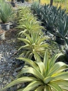 agave desmetiana variegata.