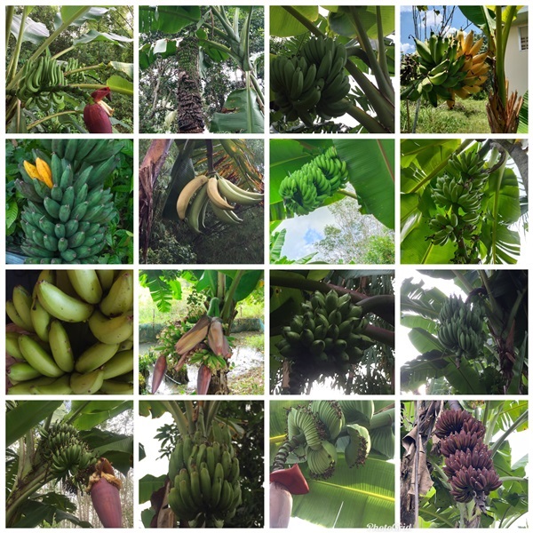 กล้วยแฝดสยาม และพันธุ์กล้วยนานาชนิด | สวนพันธุ์ไม้ ป๊อบ - องครักษ์ นครนายก