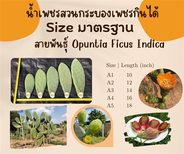 A1-5 พันธุ์ "มะรุ่ง" กระบองเพชรกินได้ โอพันเทียฟิคัสอินดิกา | น้ำเพชร สวนกระบองเพชรกินได้ - เทิง เชียงราย