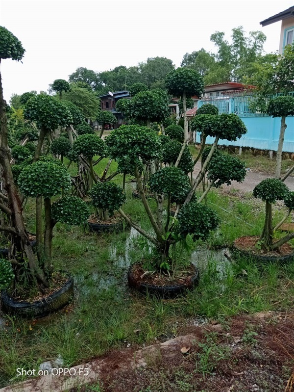 ช้อนเงินช้อนทอง | สวนแม่จอย -  นครนายก