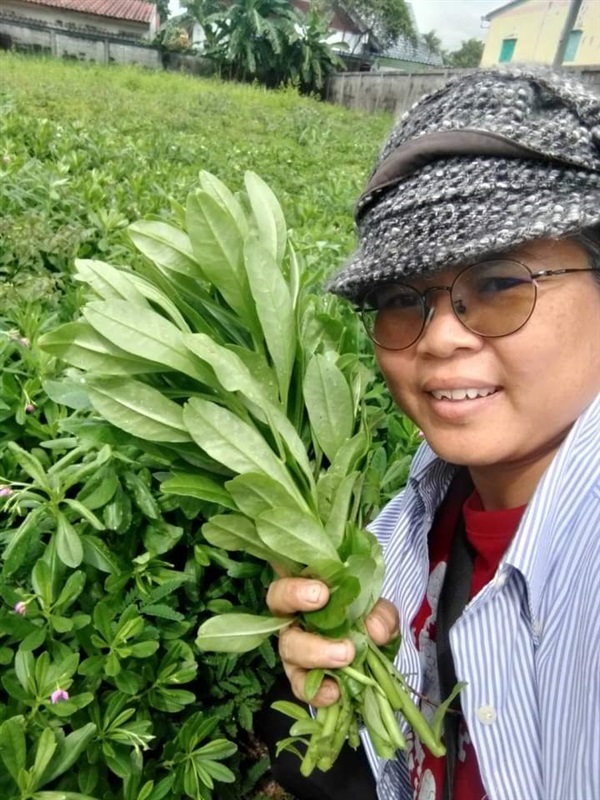 โสมไทย(เฉพาะกิ่งสดสำหรับปักชำ) | เมล็ดพันธุ์ดี เกษตรวิถีไทย - เมืองระยอง ระยอง