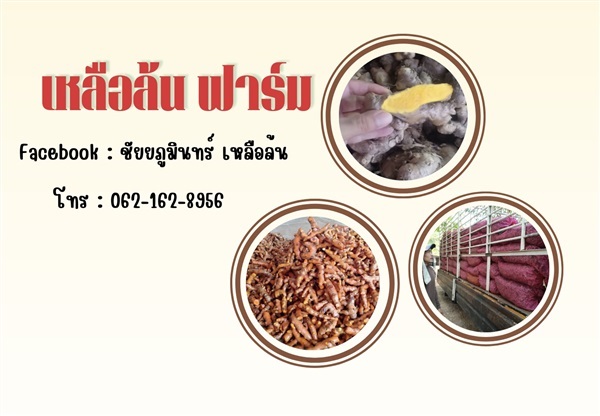 ไพลสดเหลือง-ขมิ้นชันสด