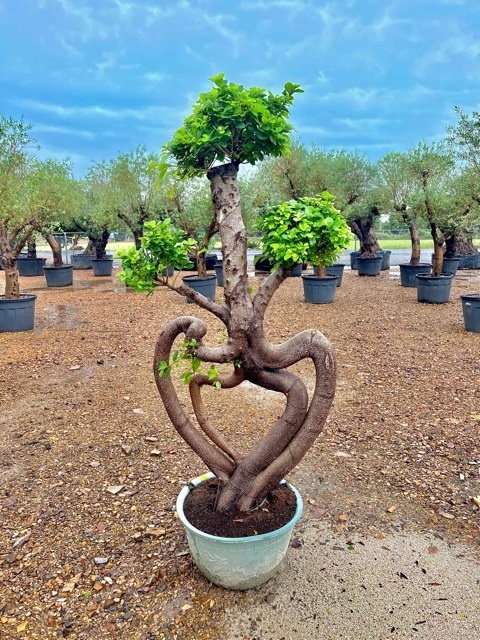 ไทรจีน ไม้ดัด 