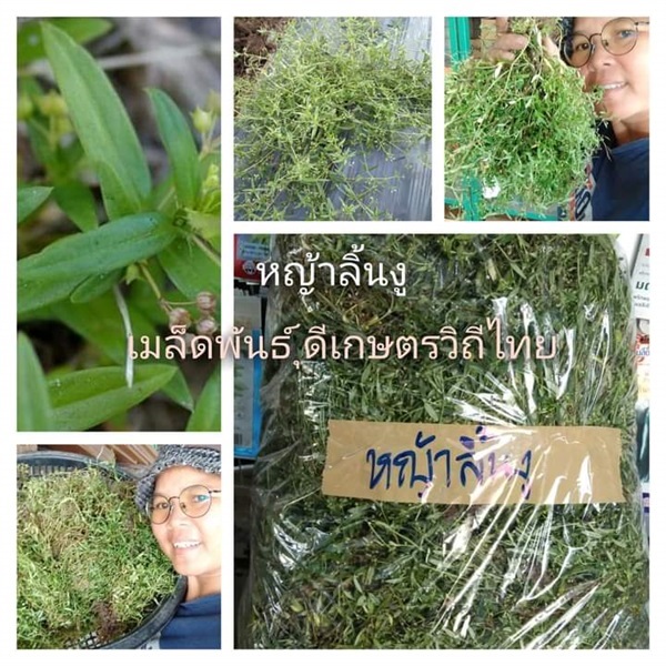 หญ้าลิ้นงู ขายเมล็ดพันธ์/ต้นกล้า/ต้นสด/ต้นตากแห้ง