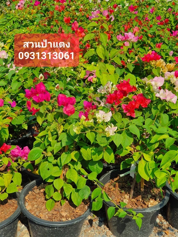 ต้นเฟื่องฟ้า กระถาง 8-11 จัดส่งต้นไม้ จัดสวน | สวนป้าแตง คลอง 15 -  นครนายก