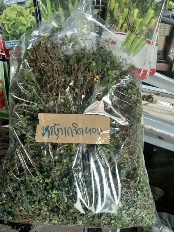 หญ้าเกร็ดหอย ต้นสดสำหรับปลูก/ปักชำ/รับประทาน | เมล็ดพันธุ์ดี เกษตรวิถีไทย - เมืองระยอง ระยอง