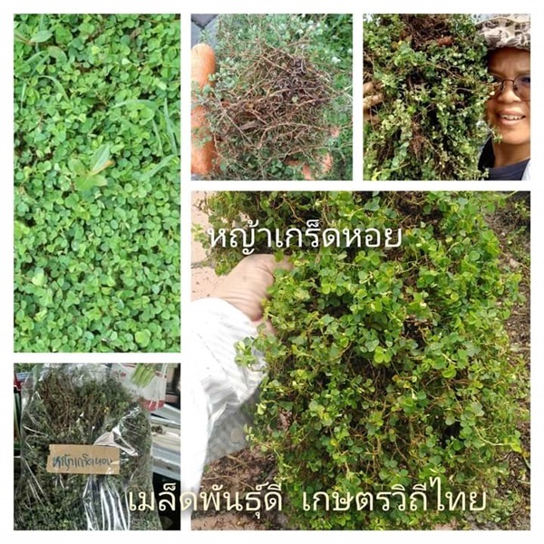 หญ้าเกร็ดหอย ต้นสดสำหรับปลูก/ปักชำ/รับประทาน | เมล็ดพันธุ์ดี เกษตรวิถีไทย - เมืองระยอง ระยอง