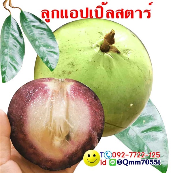 ต้นหมากน้ำนมสตาร์แอปเปิ้ลเพาะเม็ดส่งฟรี | dgarden -  ชลบุรี