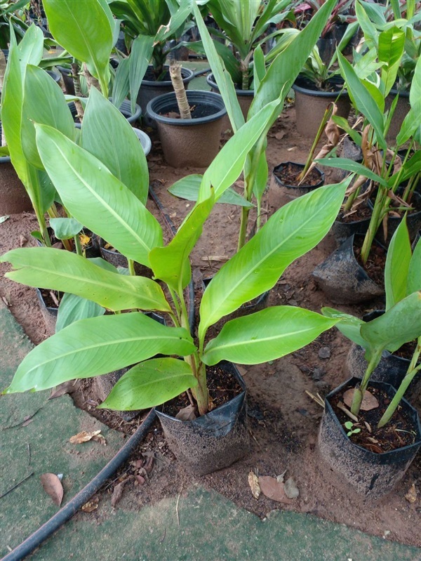 พุทธรักษา Canna Lily ไม้มงคล สีแดง