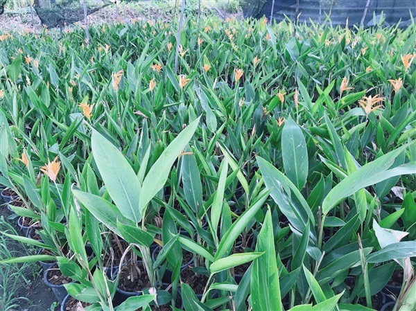 ต้นเบิร์ด เฮลิโคเนีย ต้นปักษาสวรรค์ Heliconia ดอกสีส้ม | Alungkarn - เมืองราชบุรี ราชบุรี