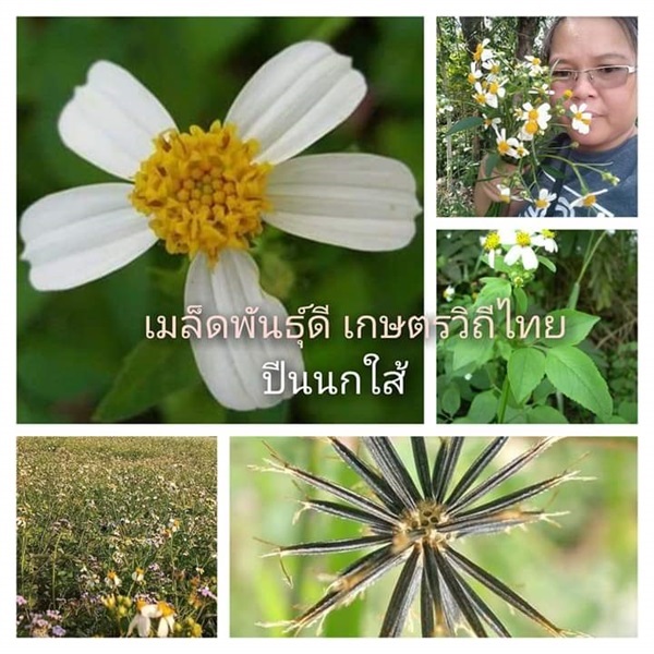 ปีนนกใส้  ขายเมล็ดพันธ์/ต้นกล้า/ทั้งต้นสดตากแห้ง