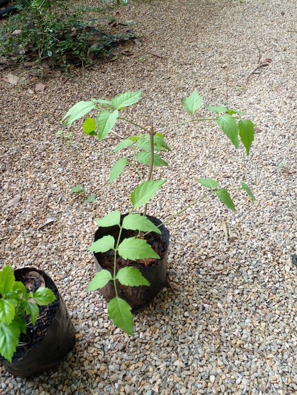 มธุรดา Chinese Trumpet Vine | Alungkarn - เมืองราชบุรี ราชบุรี