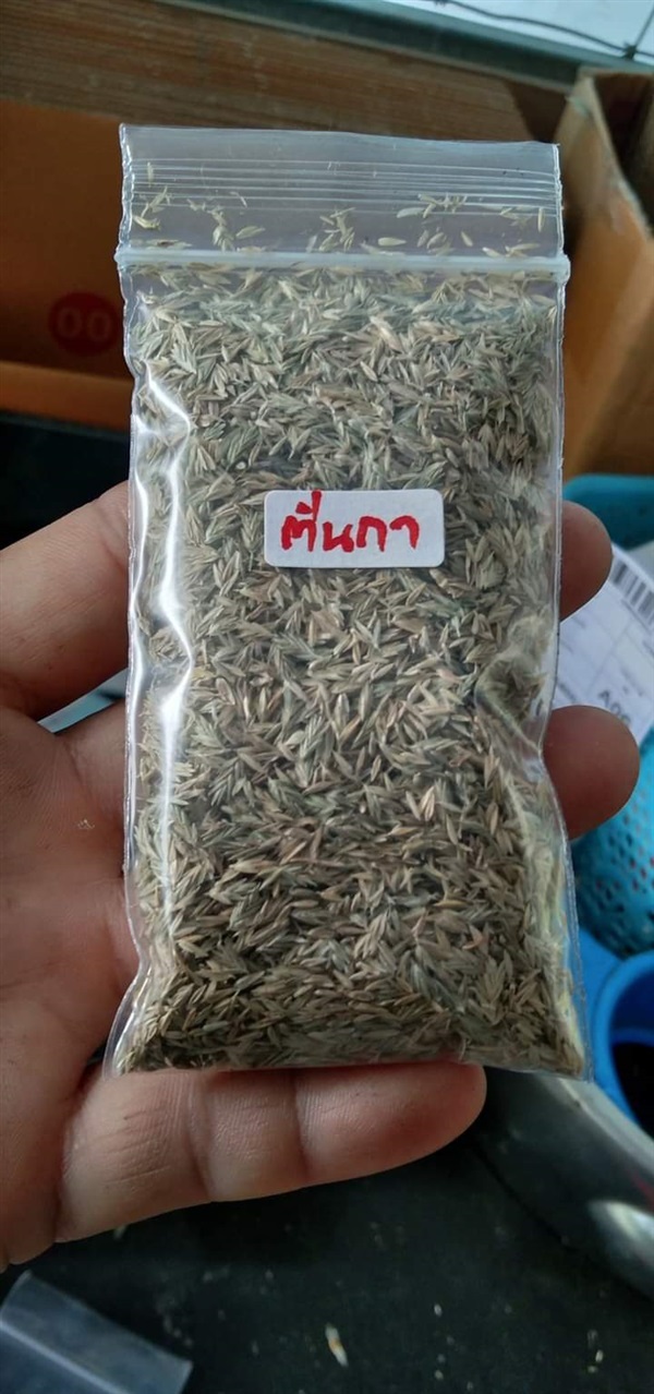 หญ้าตีนกา เมล็ดพันธ์/ต้นสด/ต้นตากแห้ง