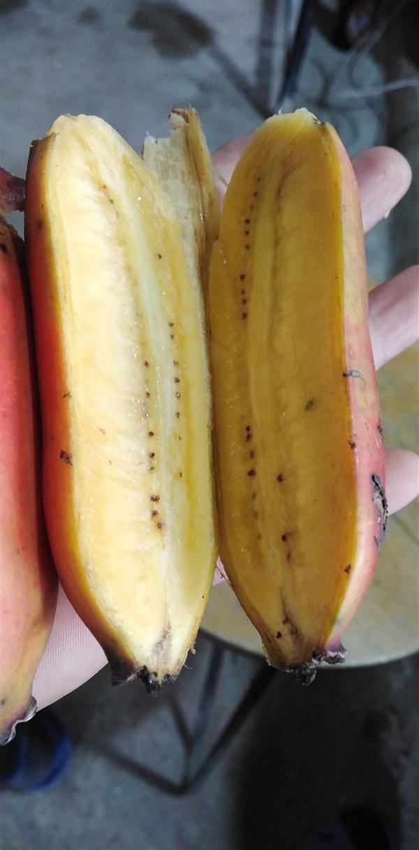 กล้วยนาคแดง | เมล็ดพันธุ์ดี เกษตรวิถีไทย - เมืองระยอง ระยอง