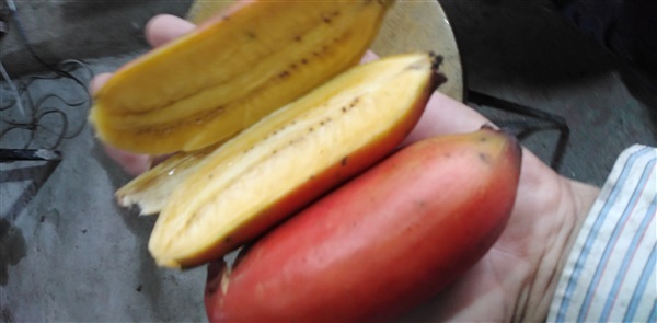 กล้วยนาคแดง