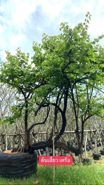 ต้นเสี้ยว เครือ | สวนตั้มเครนพันธ์ไม้ - แก่งคอย สระบุรี