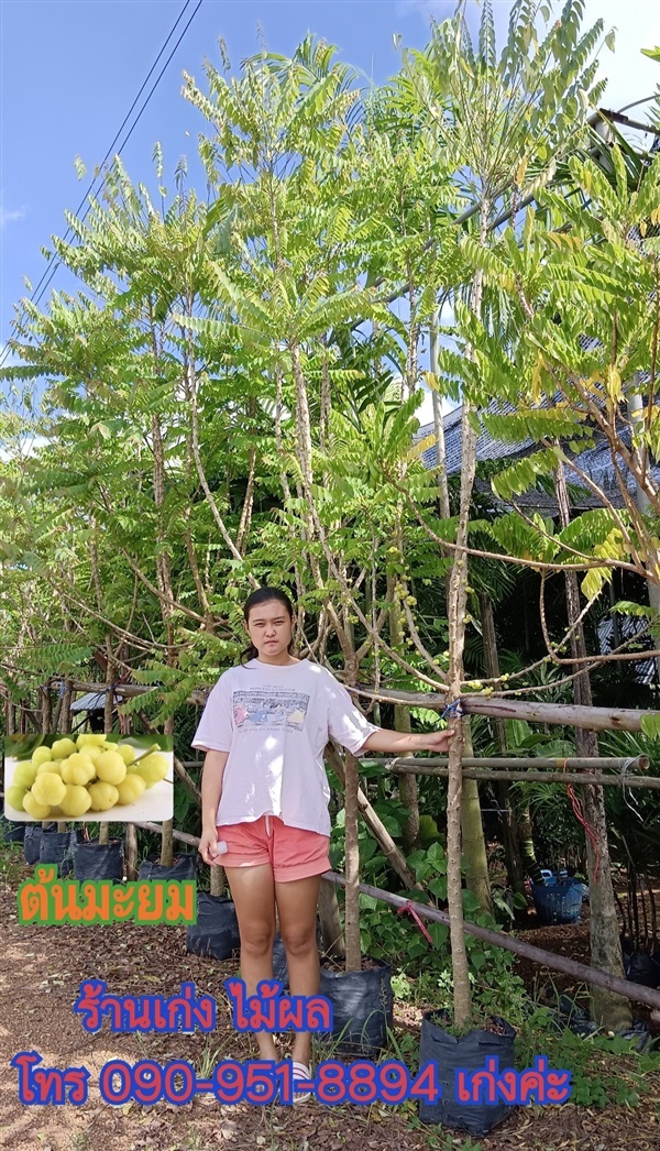 ต้นมะยม | เก่ง ไม้ผล ตลาดต้นไม้ดงบัง ปราจีนบุรี - เมืองปราจีนบุรี ปราจีนบุรี