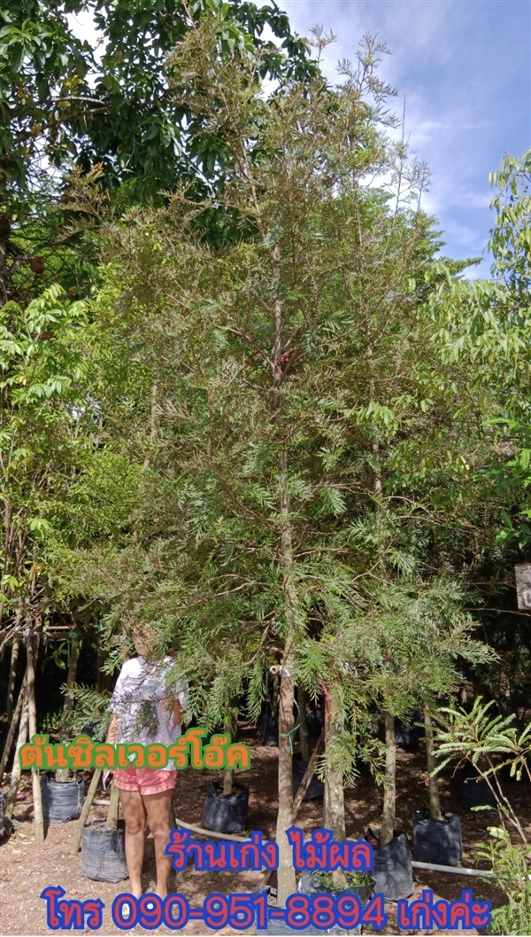 ต้นซิลเวอร์โอ๊ค | เก่ง ไม้ผล ตลาดต้นไม้ดงบัง ปราจีนบุรี - เมืองปราจีนบุรี ปราจีนบุรี