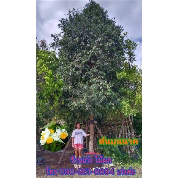 ต้นบุนนาค  | เก่ง ไม้ผล ตลาดต้นไม้ดงบัง ปราจีนบุรี - เมืองปราจีนบุรี ปราจีนบุรี