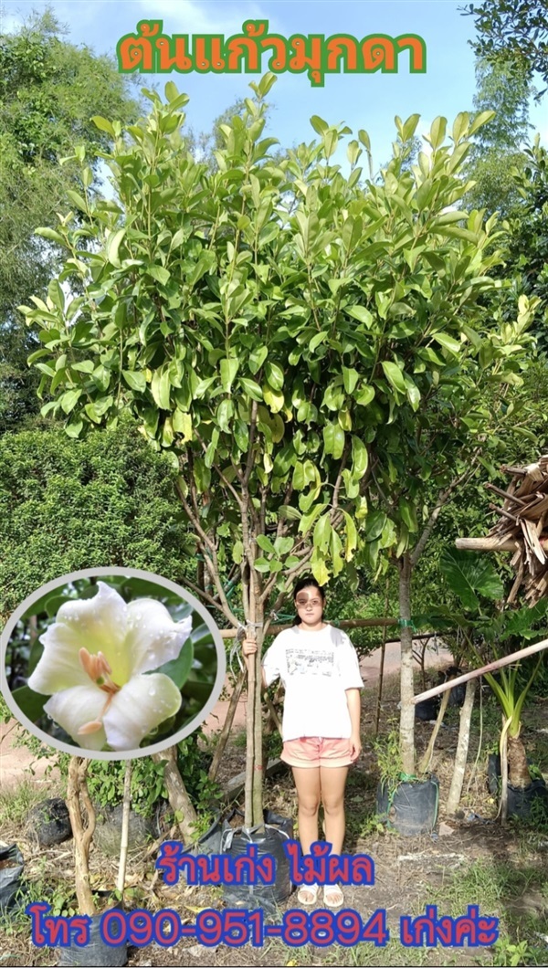 ต้นแก้วมุกดา | เก่ง ไม้ผล ตลาดต้นไม้ดงบัง ปราจีนบุรี - เมืองปราจีนบุรี ปราจีนบุรี