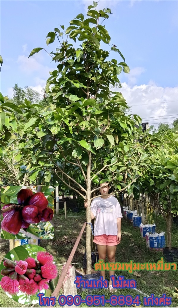 ต้นชมพู่มะเหมี่ยว | เก่ง ไม้ผล ตลาดต้นไม้ดงบัง ปราจีนบุรี - เมืองปราจีนบุรี ปราจีนบุรี